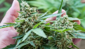 Top 10 Ways People Are Consuming Cannabis in 2019